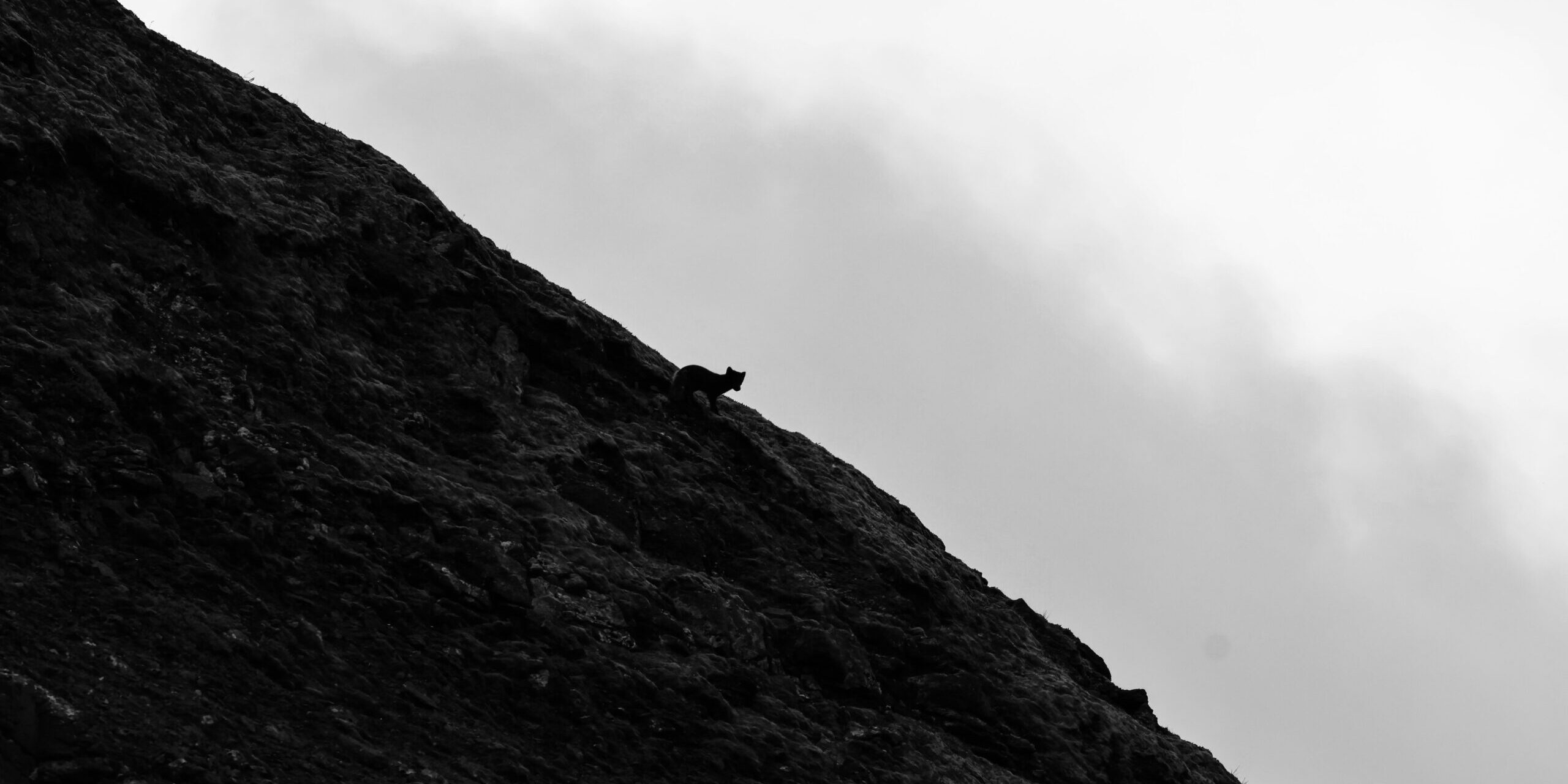Arctic Fox on Cliff B and W