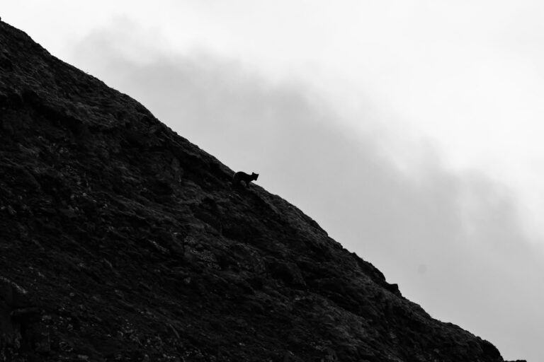 Arctic Fox on Cliff B and W