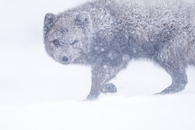 ArcticFox