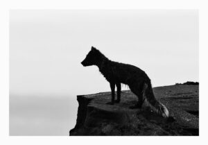 arctic fox standing on a cliff's edge