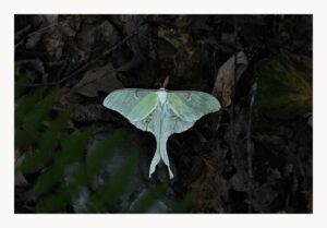 Luna Moth Fine Art Print