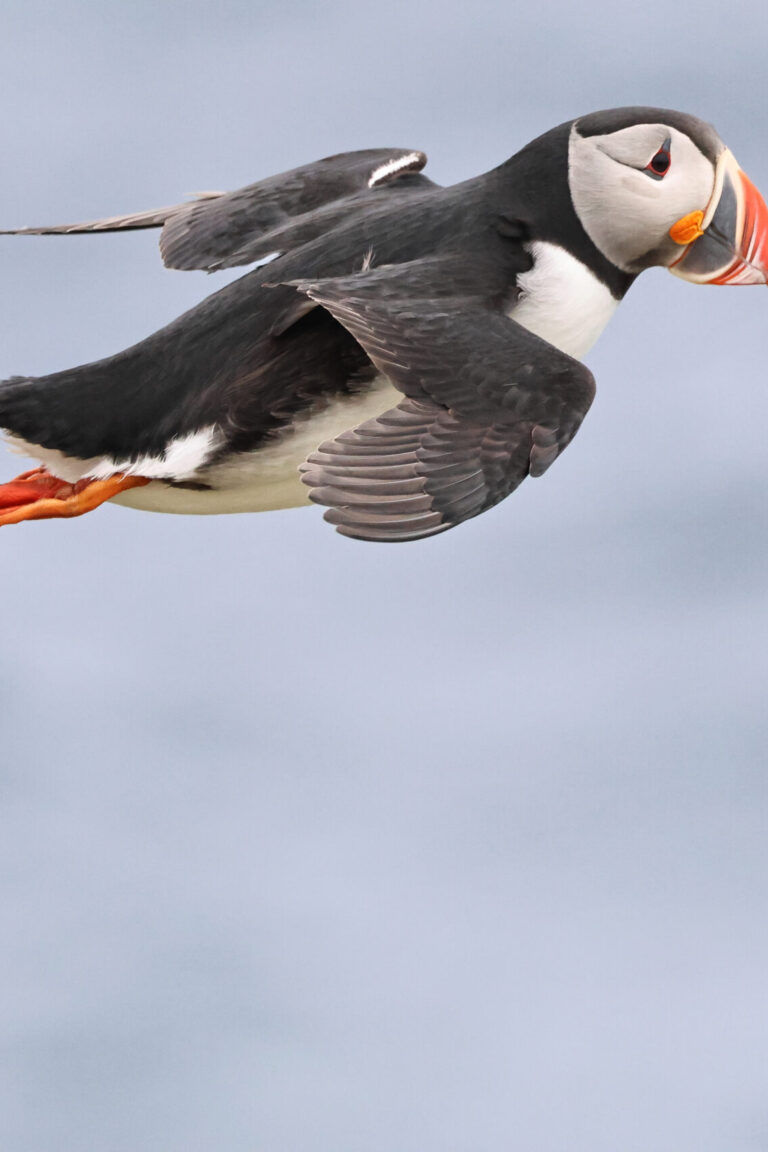 Atlantic Puffin Floating on Girmsey May 2026-2 copy