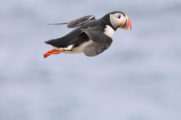 Atlantic Puffin Floating on Girmsey May 2026-2 copy