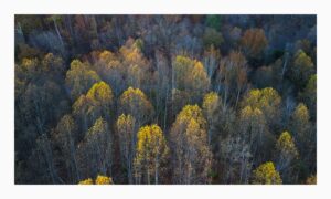 Foliage Aerial Award Winning Print