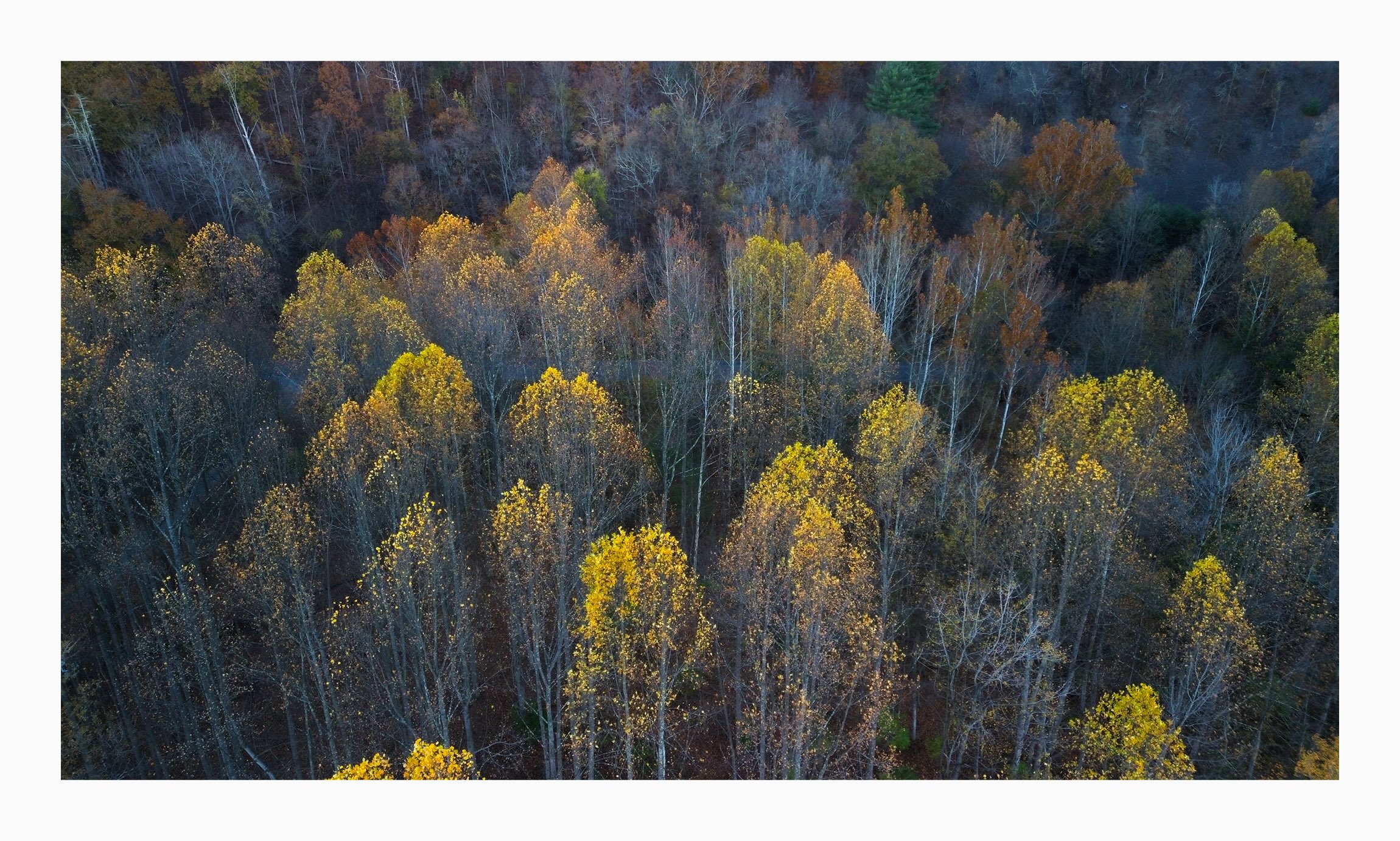 Foliage Aerial Award Winning Print