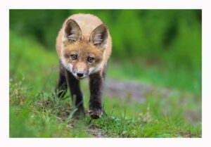 Fox Kit Award Winning Print