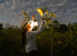 a woman with a lantern looking up at a sunflower