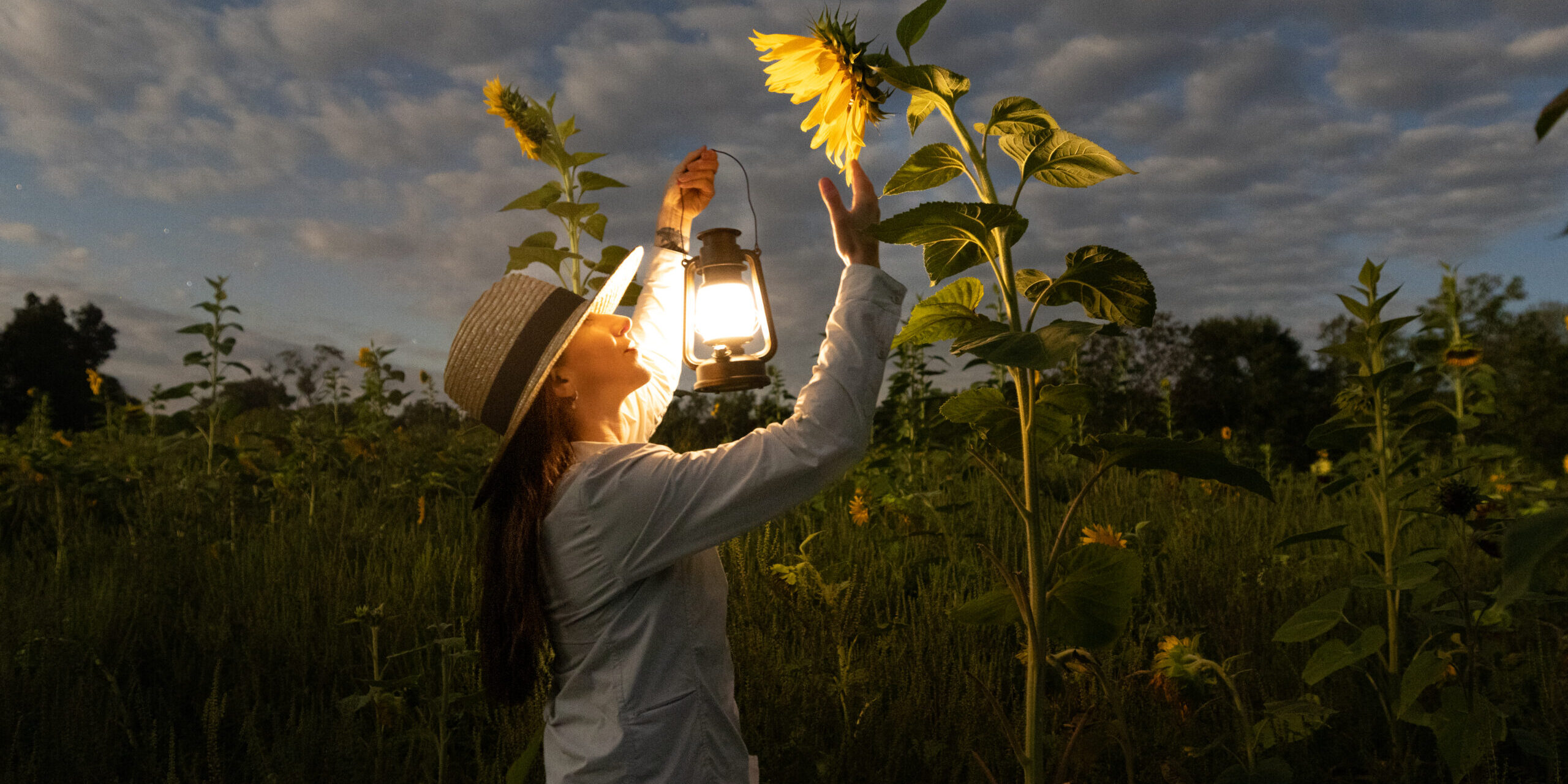 Goodnight Sunflower Field a woman with a lantern looking up at a sunflower