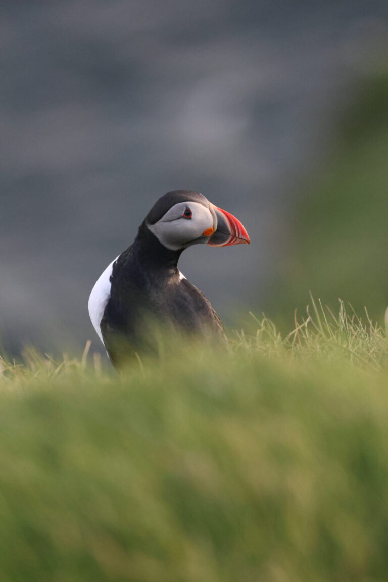 Puffin Shoulder Westman 2025