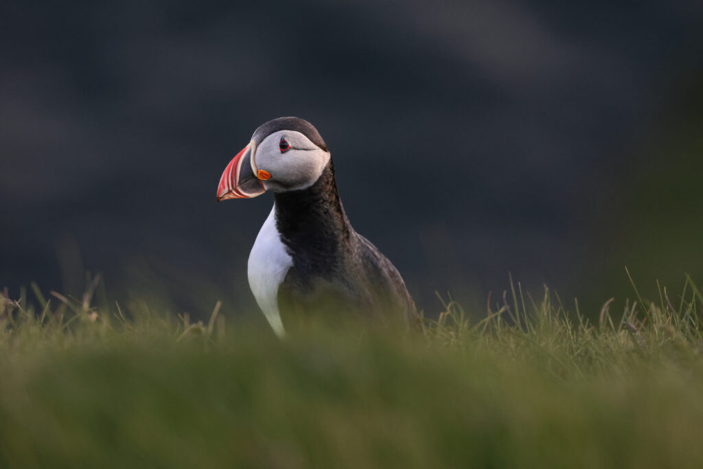 An Atlantic puffin in grass.