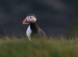 An Atlantic puffin in grass.