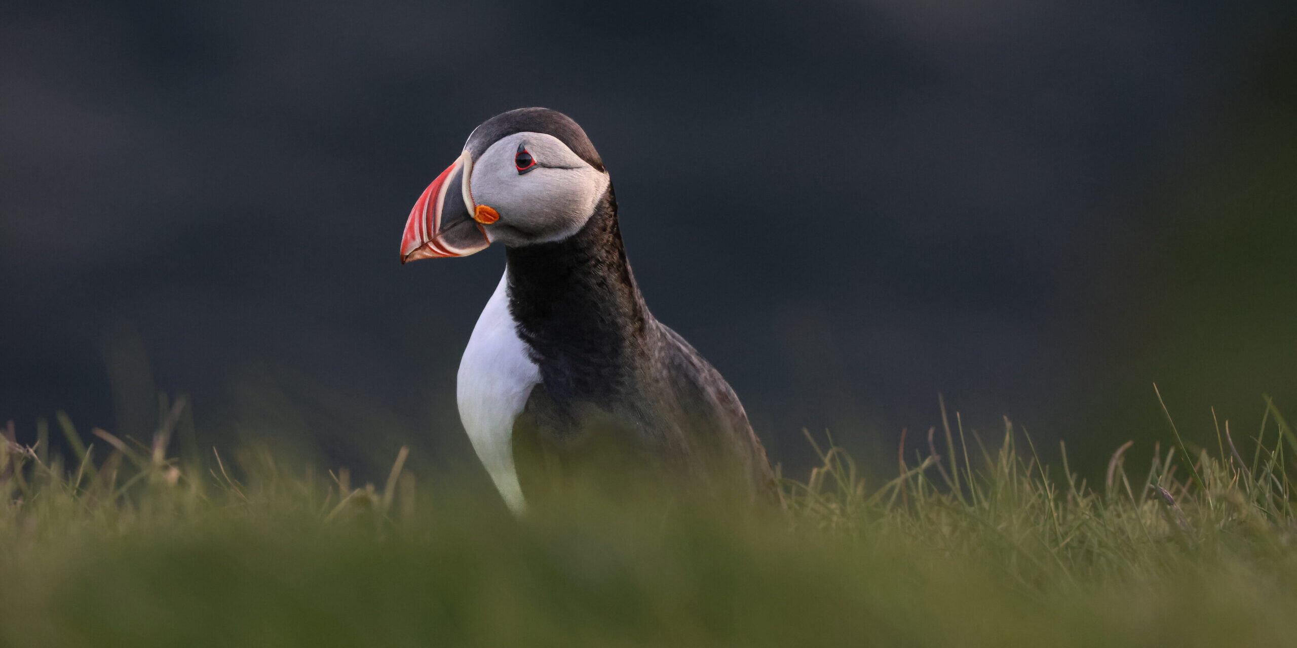 An Atlantic puffin in grass.