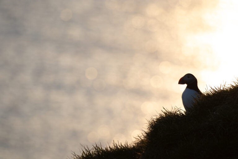 SunsetPuffin