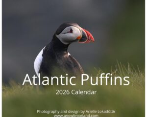 Atlantic Puffins wall calendar 2026