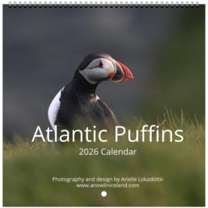 Atlantic Puffins wall calendar 2026