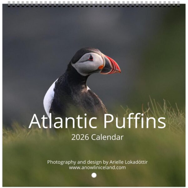 Atlantic Puffins wall calendar 2026